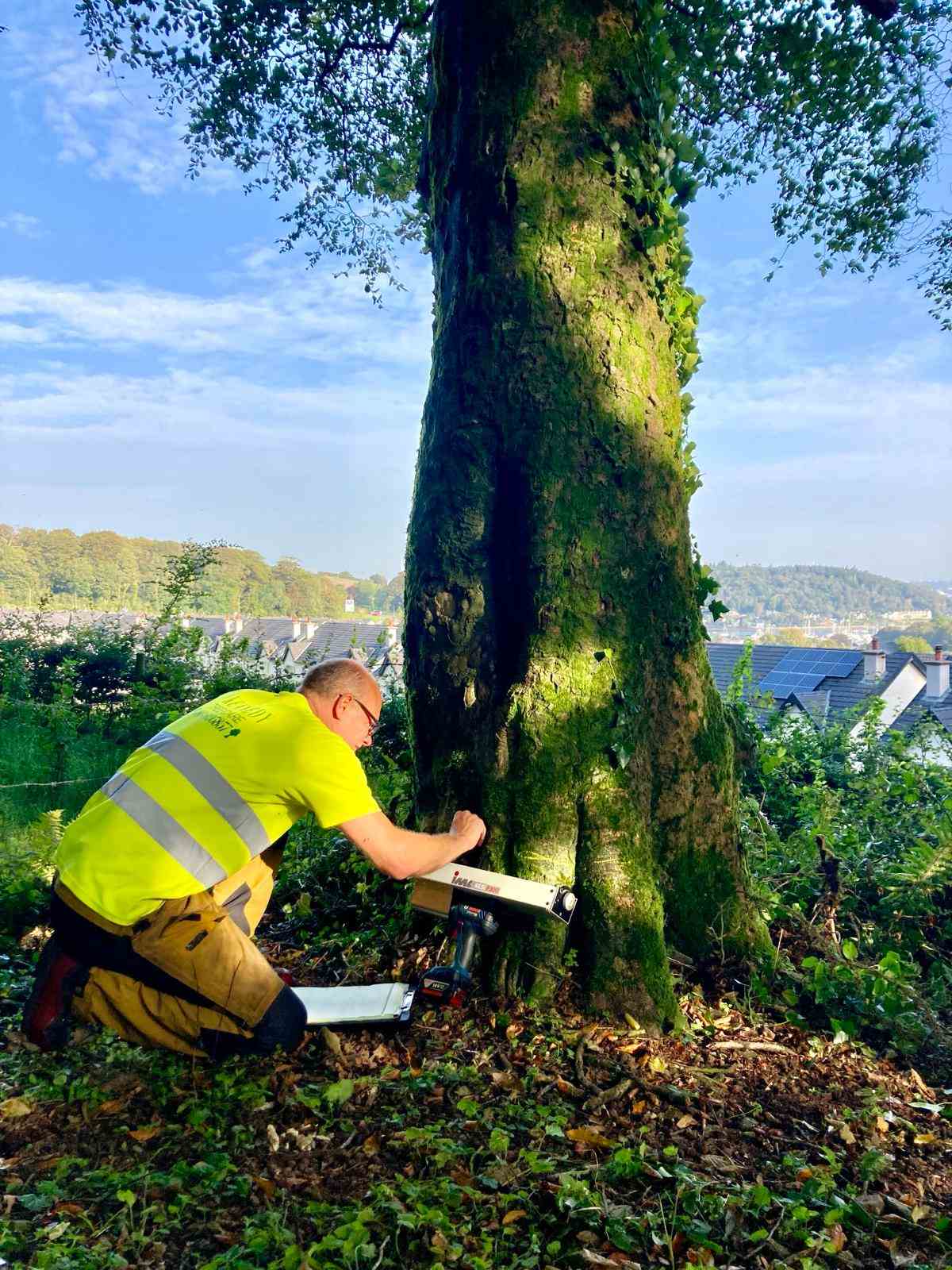 Man inspecting tree